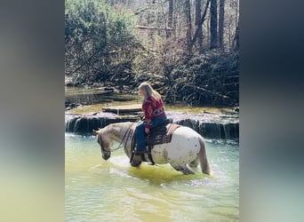 Appaloosa, Hongre, 10 Ans, 152 cm, Alezan brûlé