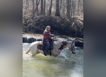 Appaloosa, Hongre, 10 Ans, 152 cm, Alezan brûlé