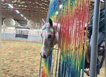 Appaloosa, Hongre, 10 Ans, 152 cm, Alezan brûlé