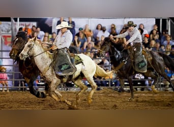 Appaloosa, Hongre, 10 Ans, 152 cm, Alezan brûlé