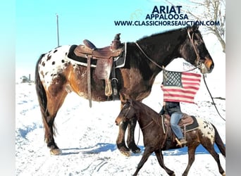 Appaloosa, Hongre, 10 Ans, 152 cm, Bai cerise