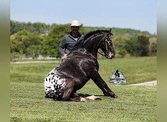 Appaloosa, Hongre, 10 Ans, Noir