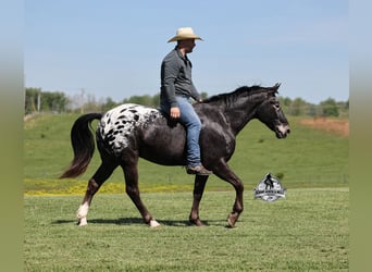 Appaloosa, Hongre, 10 Ans, Noir