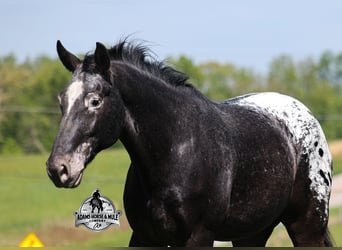 Appaloosa, Hongre, 10 Ans, Noir