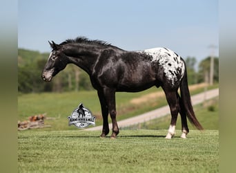 Appaloosa, Hongre, 10 Ans, Noir