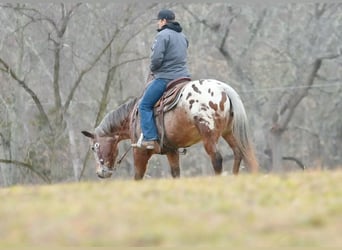 Appaloosa, Hongre, 11 Ans, 147 cm