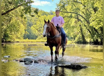 Appaloosa, Hongre, 11 Ans, 150 cm, Alezan cuivré
