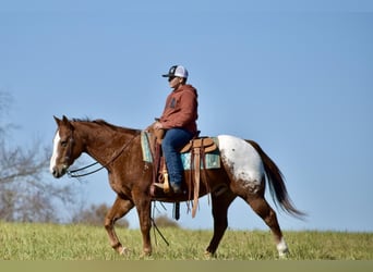 Appaloosa, Hongre, 11 Ans, 150 cm, Alezan cuivré