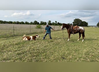 Appaloosa, Hongre, 11 Ans, 152 cm, Alezan cuivré