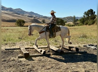 Appaloosa, Hongre, 11 Ans, 155 cm, Blanc