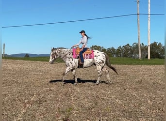 Appaloosa, Hongre, 11 Ans, 160 cm, Alezan brûlé