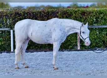 Appaloosa, Hongre, 11 Ans, 160 cm, Léopard