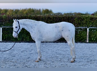 Appaloosa, Hongre, 11 Ans, 160 cm, Léopard