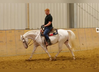 Appaloosa, Hongre, 11 Ans, 160 cm, Léopard