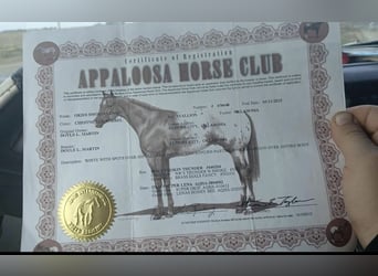 Appaloosa, Hongre, 11 Ans, Alezan cuivré