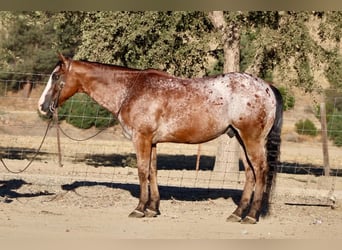 Appaloosa, Hongre, 11 Ans, Bai cerise
