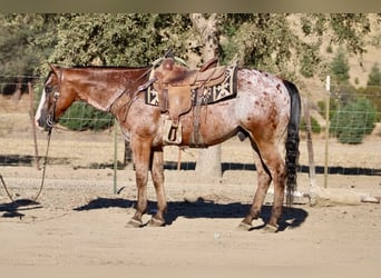 Appaloosa, Hongre, 11 Ans, Bai cerise