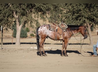 Appaloosa, Hongre, 11 Ans, Bai cerise