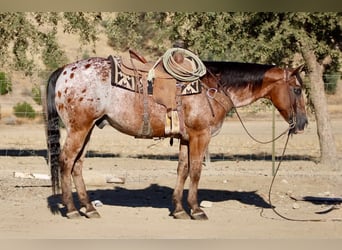 Appaloosa, Hongre, 11 Ans, Bai cerise