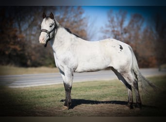 Appaloosa, Hongre, 12 Ans, 137 cm, Gris