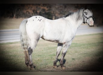 Appaloosa, Hongre, 12 Ans, 137 cm, Gris
