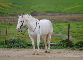 Appaloosa, Hongre, 12 Ans, 147 cm, Gris