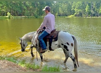 Appaloosa, Hongre, 12 Ans, 147 cm