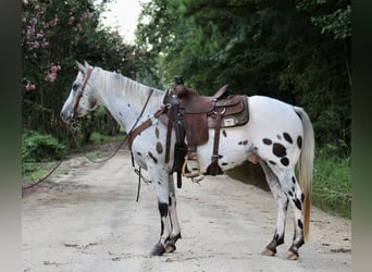 Appaloosa, Hongre, 12 Ans, 147 cm