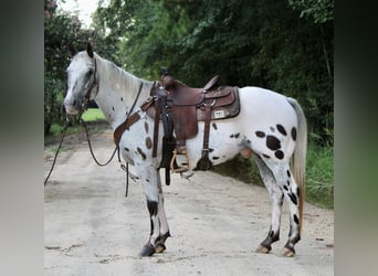 Appaloosa, Hongre, 12 Ans, 147 cm