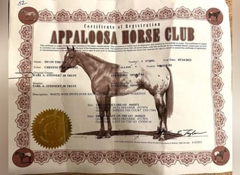 Appaloosa, Hongre, 12 Ans, 152 cm, Alezan brûlé