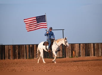 Appaloosa, Hongre, 12 Ans, 152 cm, Blanc