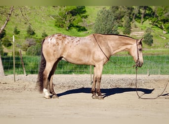 Appaloosa, Hongre, 12 Ans, 155 cm, Buckskin