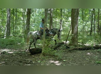 Appaloosa, Hongre, 12 Ans, Gris