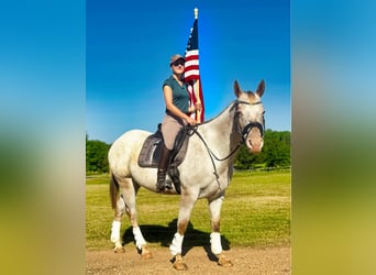 Appaloosa, Hongre, 12 Ans, Rouan Rouge