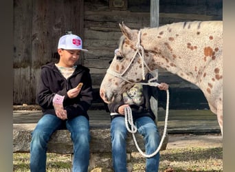 Appaloosa, Hongre, 13 Ans, 142 cm, Bai cerise