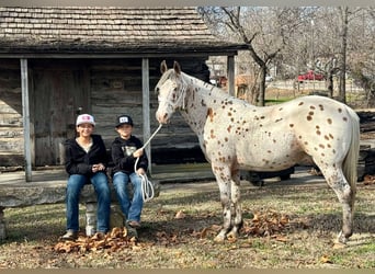 Appaloosa, Hongre, 13 Ans, 142 cm, Bai cerise