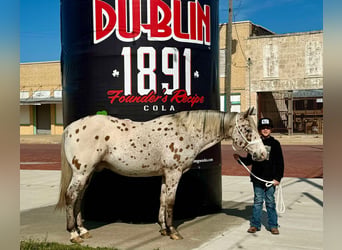 Appaloosa, Hongre, 13 Ans, 142 cm, Bai cerise