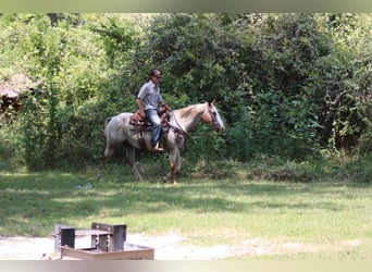 Appaloosa, Hongre, 13 Ans, 150 cm, Rouan Rouge