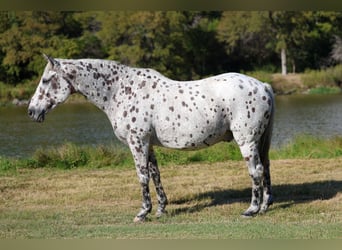 Appaloosa, Hongre, 13 Ans, 152 cm