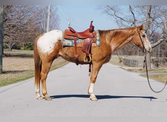 Appaloosa, Hongre, 13 Ans, 155 cm, Alezan brûlé