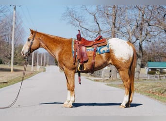Appaloosa, Hongre, 13 Ans, 155 cm, Alezan brûlé