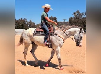 Appaloosa, Hongre, 13 Ans, 163 cm, Léopard