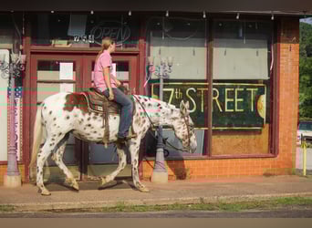 Appaloosa, Hongre, 13 Ans, Alezan brûlé