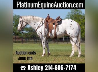 Appaloosa, Hongre, 13 Ans, Alezan brûlé