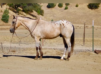 Appaloosa, Hongre, 14 Ans, 135 cm, Buckskin