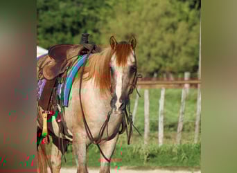 Appaloosa, Hongre, 14 Ans, 137 cm, Rouan Rouge