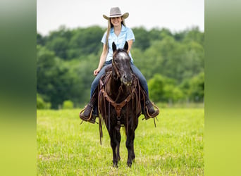 Appaloosa, Hongre, 14 Ans, 142 cm, Noir