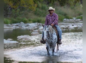 Appaloosa, Hongre, 14 Ans, 145 cm, Alezan