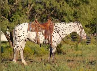 Appaloosa, Hongre, 14 Ans, 145 cm, Alezan