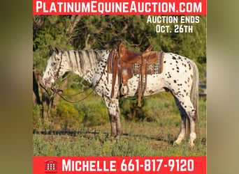 Appaloosa, Hongre, 14 Ans, 145 cm, Alezan